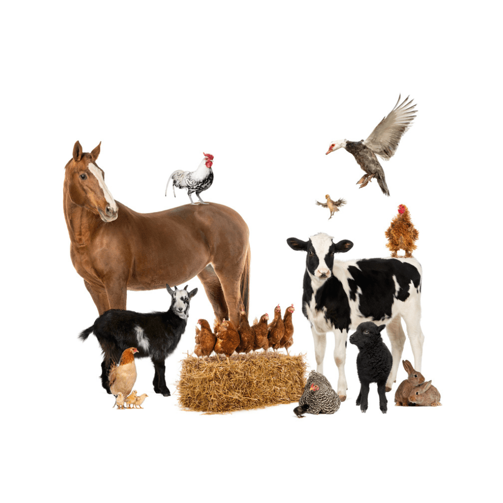 Animal husbandry waec