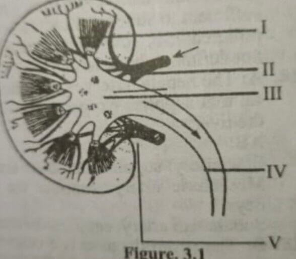 N Biology 25