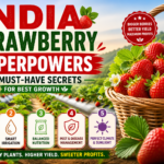 Illustration of India Strawberry Superpowers: 5 Must-Have Secrets for Best Growth